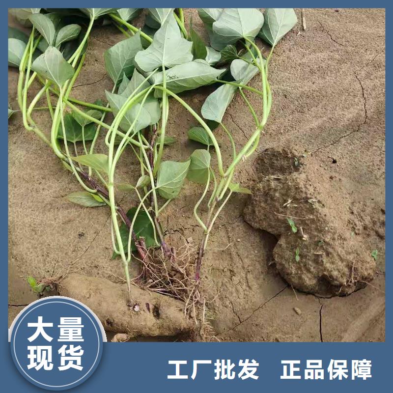 高剪红薯苗种植