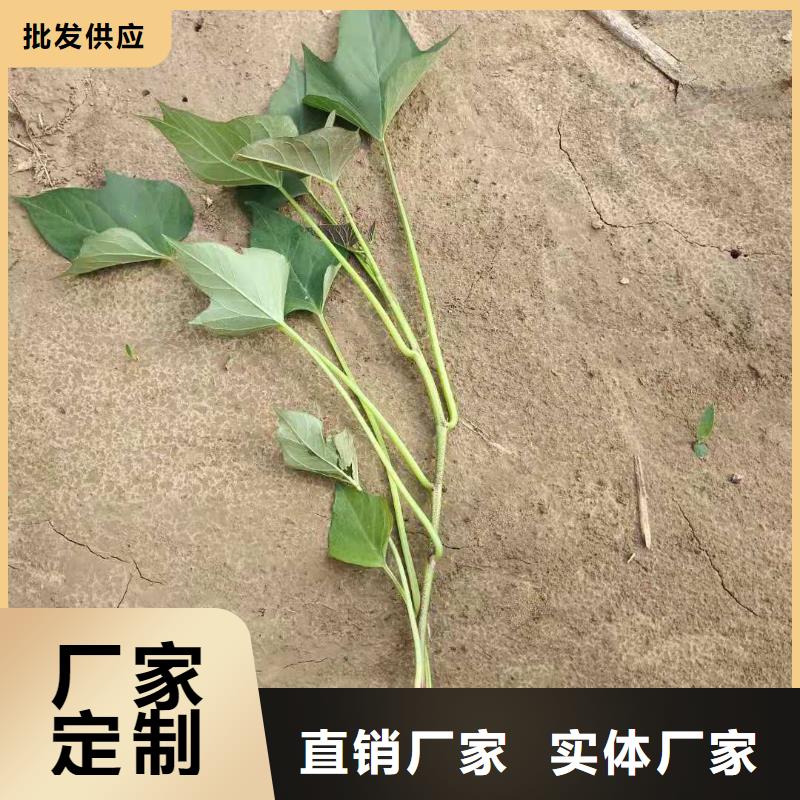 麦茬济黑2号苗厂家