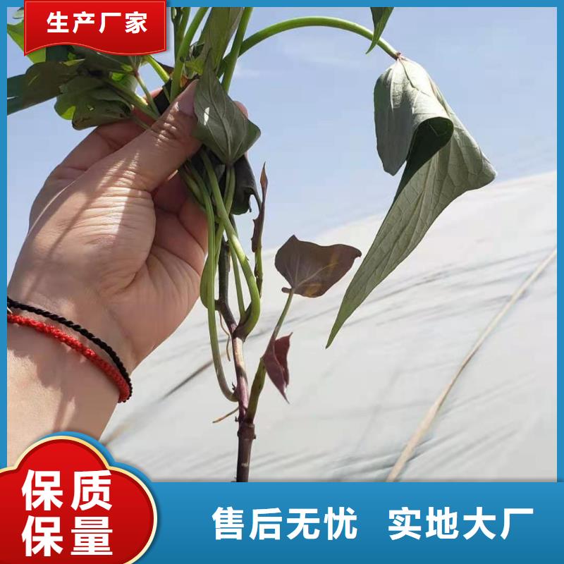 文昌市麦茬苗（紫薯)哪里有批发市场