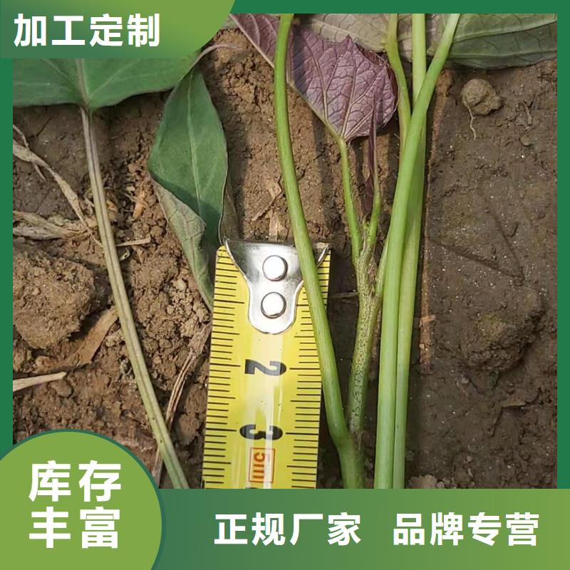 脱毒红薯苗（西瓜红）品种多样