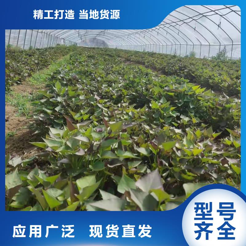 文昌市麦茬苗（紫薯)哪里有批发市场