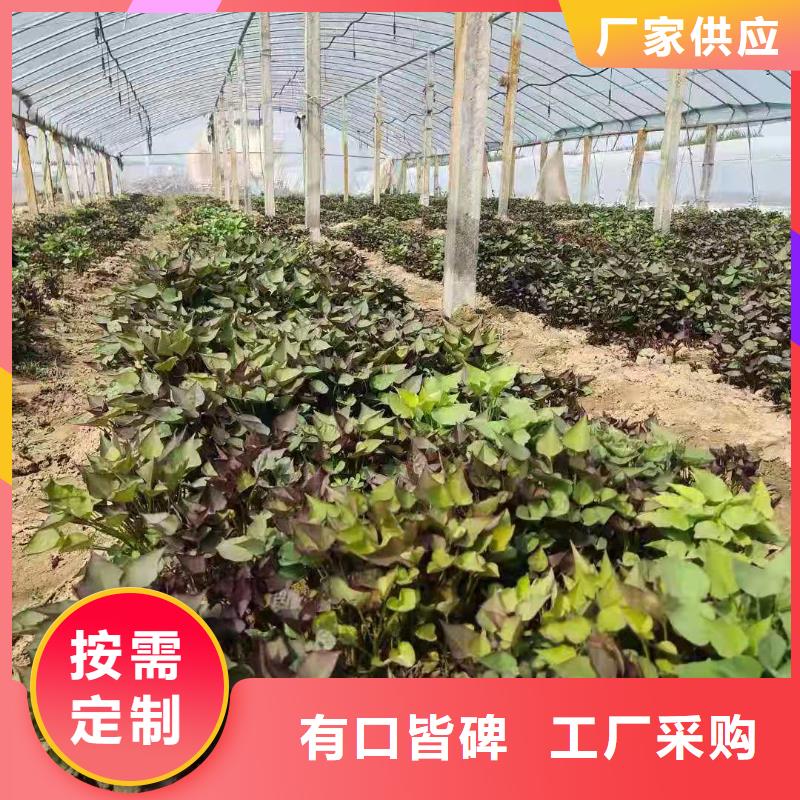 夏薯济黑2号苗子种植方法