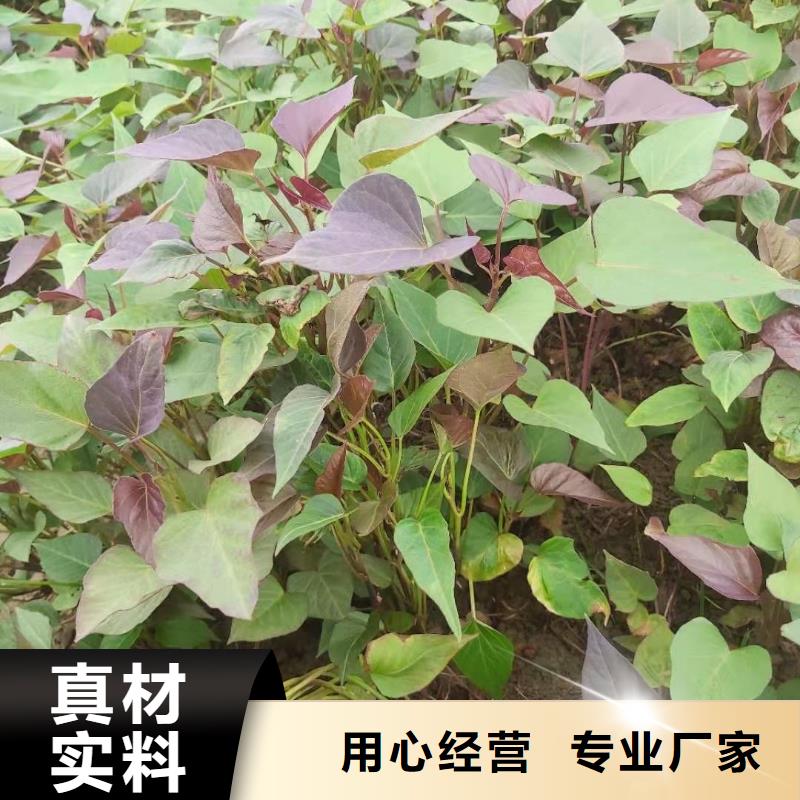 济黑2号地瓜苗（紫薯苗）无虫害