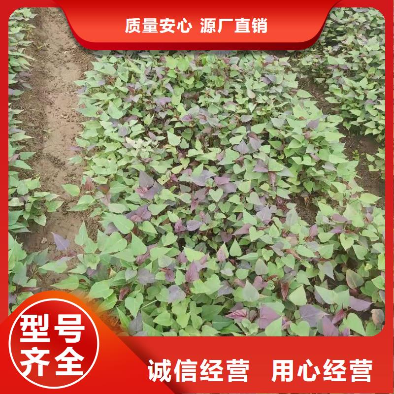 夏薯济黑2号苗子基地种植