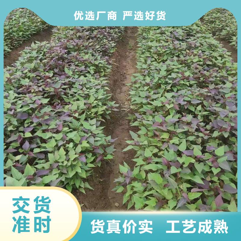 麦茬苗（紫薯)多少钱