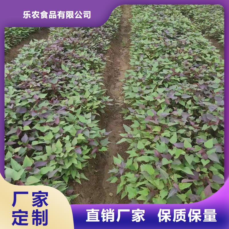 脱毒红薯苗（西瓜红）选择我们没错