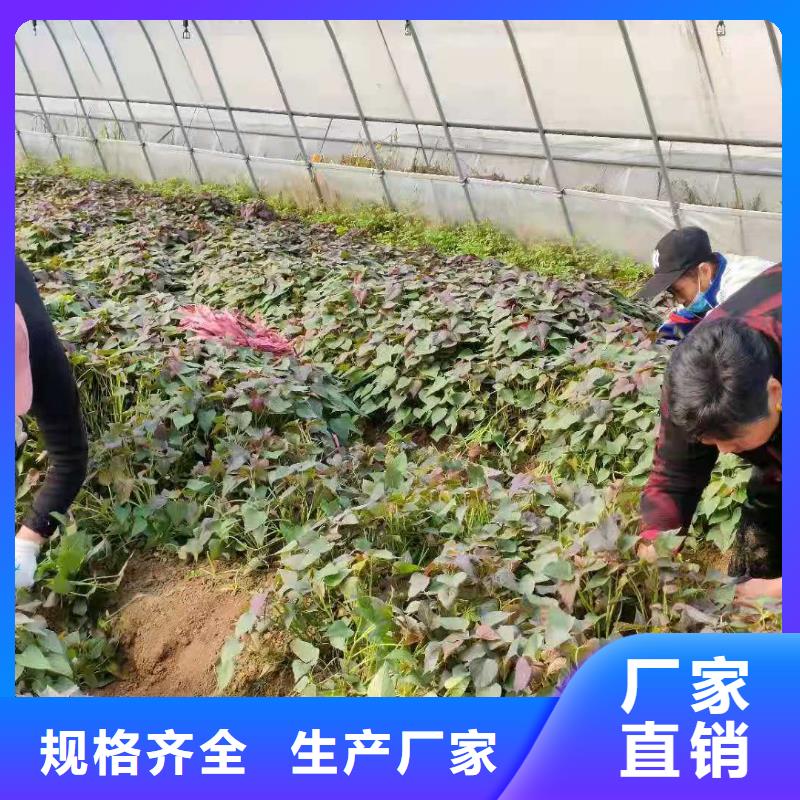 高剪脱毒普薯32号苗子种植技术