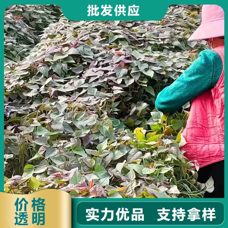 高产脱毒紫薯苗（凌紫品种）品种多样