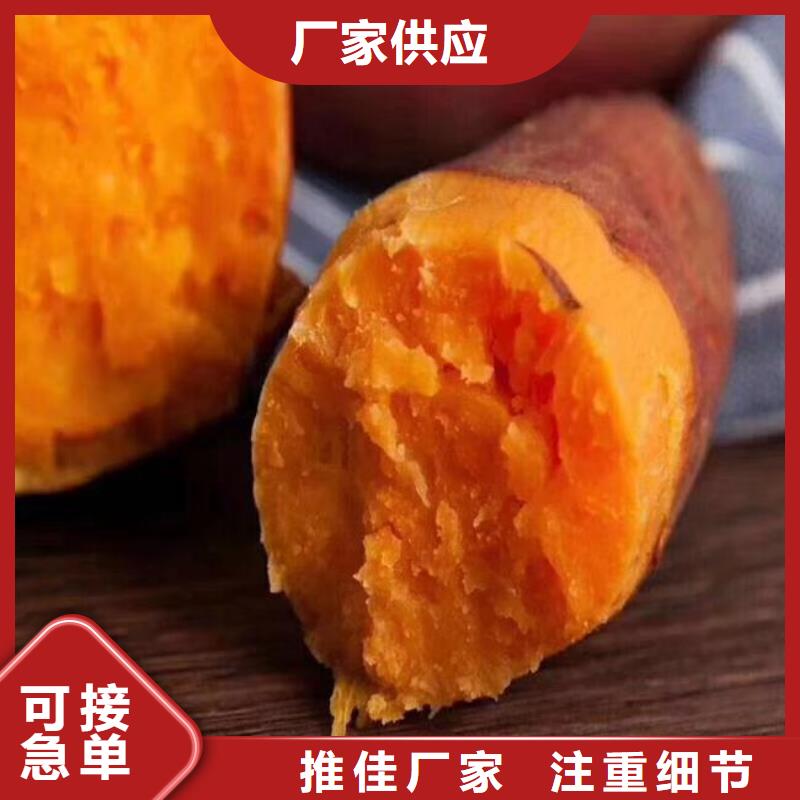 高产红薯苗就选乐农食品