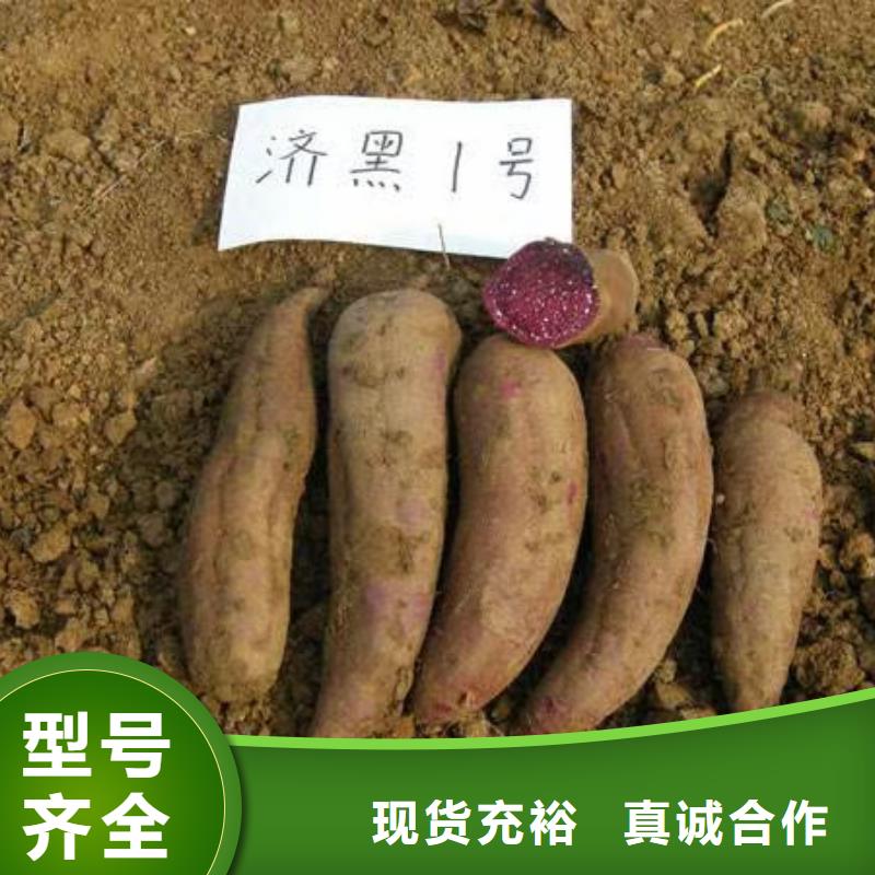 脱毒紫薯苗（济黑品种）实时报价