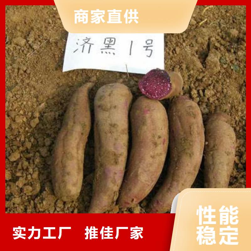 脱毒红薯苗（西瓜红）今日价格