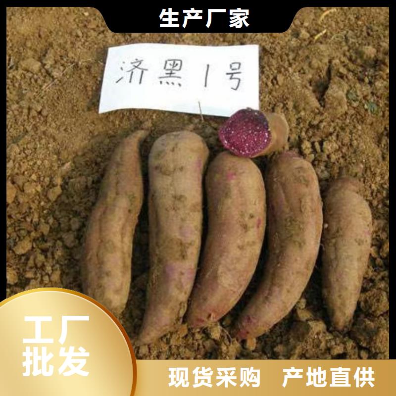 紫薯苗（绫紫）供应