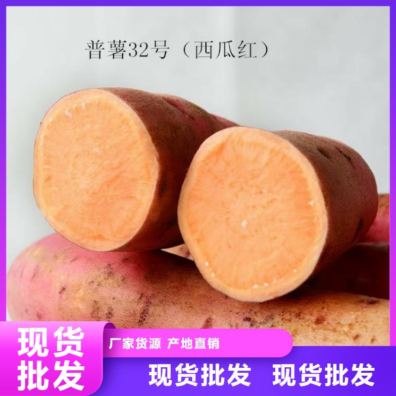 文昌市麦茬苗（紫薯)哪里有批发市场