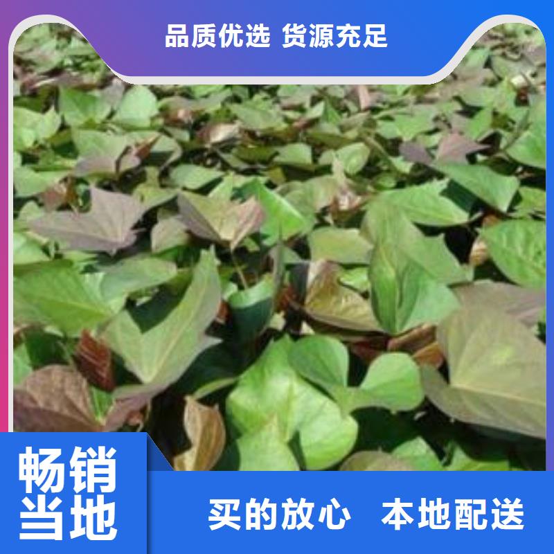 济黑1号紫薯苗价格