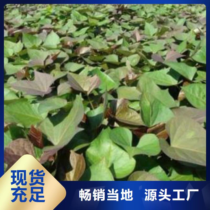 脱毒紫薯苗（济黑品种）品种多样