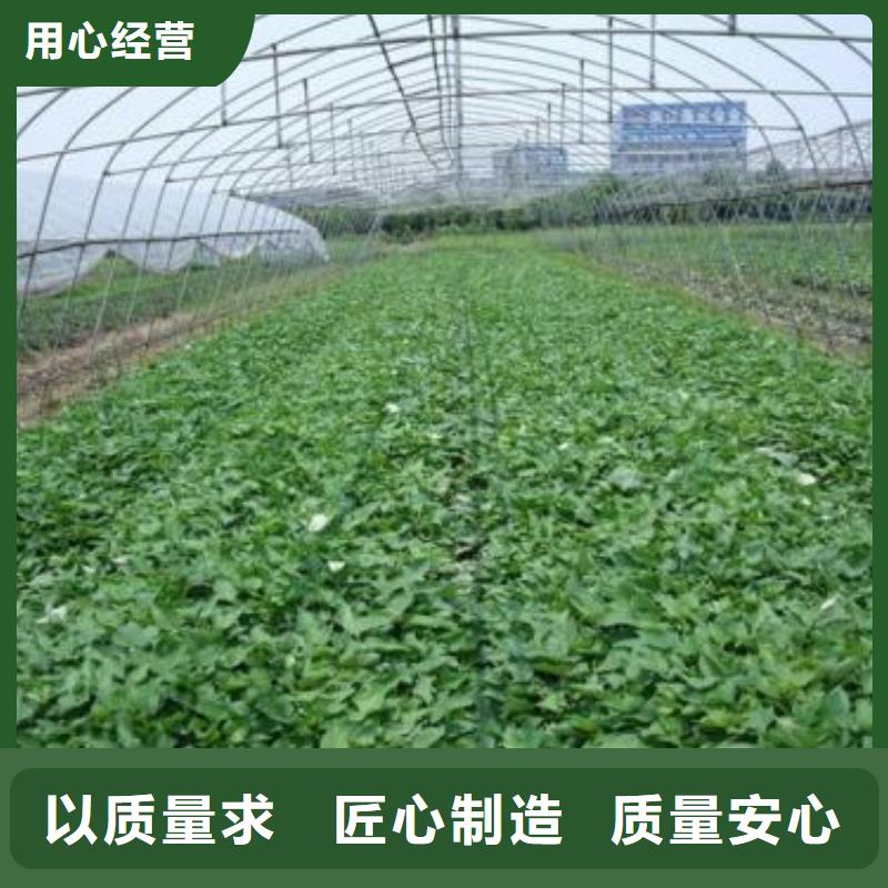 紫薯苗羽衣甘蓝粉信誉有保证