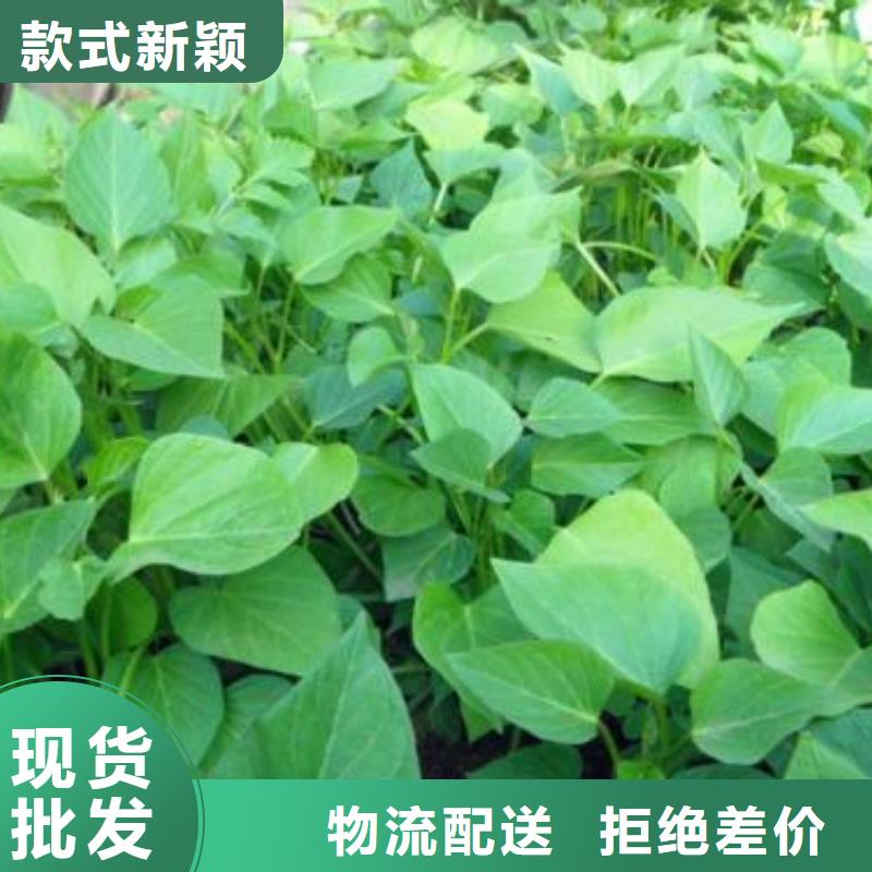 济黑1号紫薯苗种植基地