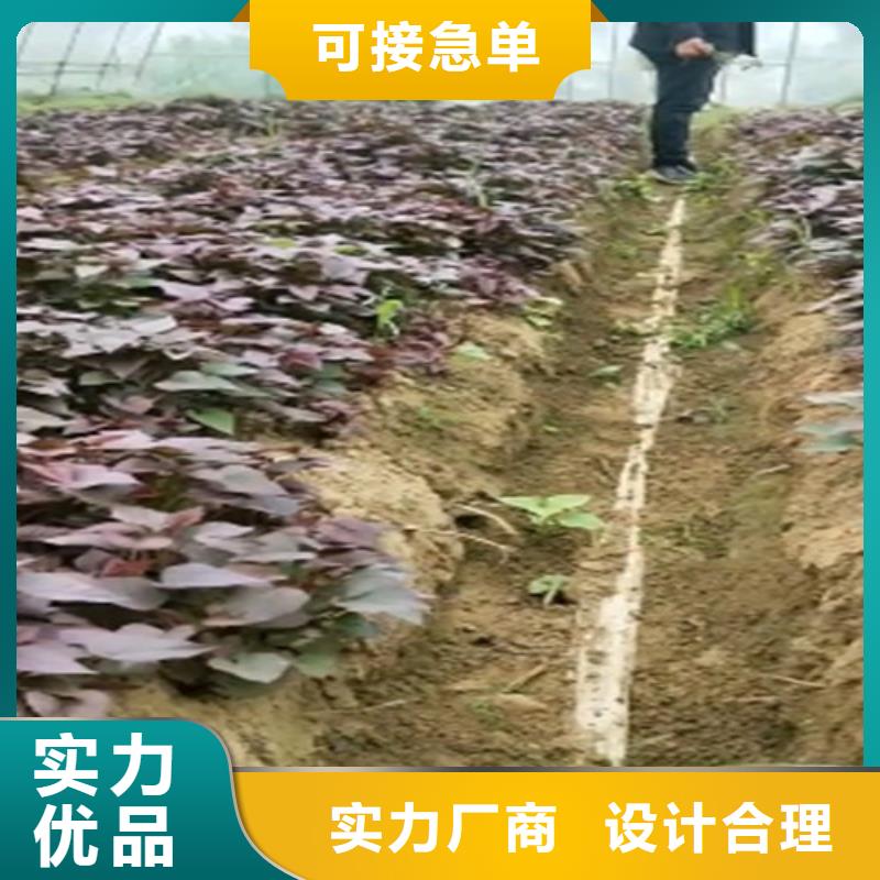 麦茬苗普薯32号（红薯苗）千亩种植