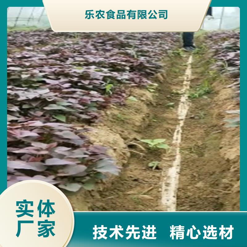 甘薯苗（紫红薯苗）价格