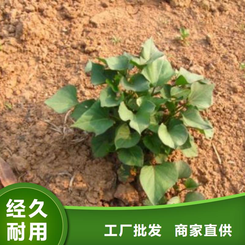 陕西省销售的是诚信《乐农》紫薯苗（绫紫）哪里有卖的
