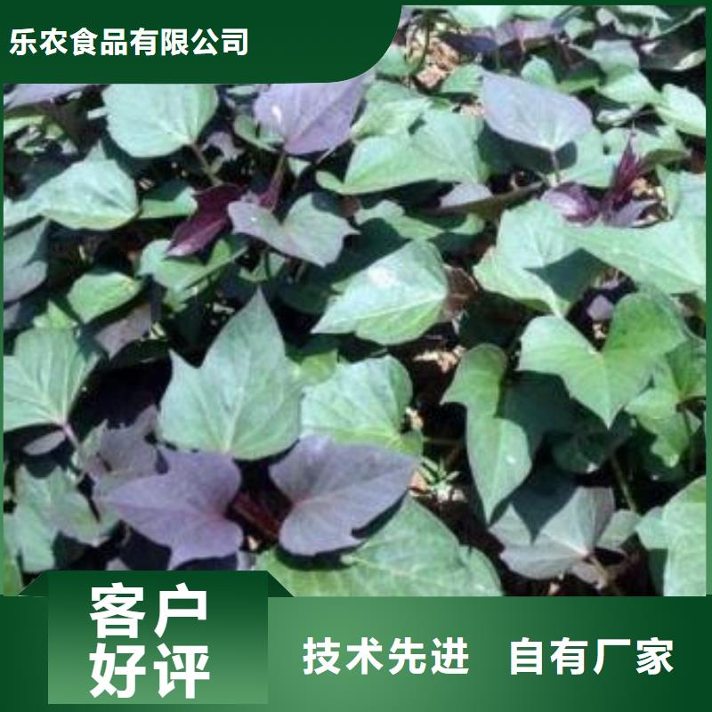 广西省真材实料加工定制【乐农】脱毒紫薯苗供应