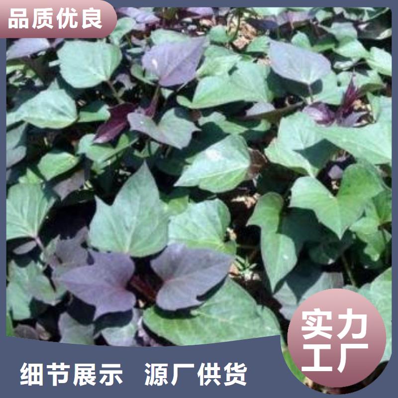 陕西省销售的是诚信《乐农》紫薯苗（绫紫）哪里有卖的
