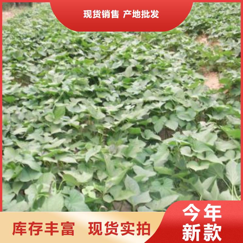 广西省批发[乐农]紫薯苗（绫紫）厂家价格是多少