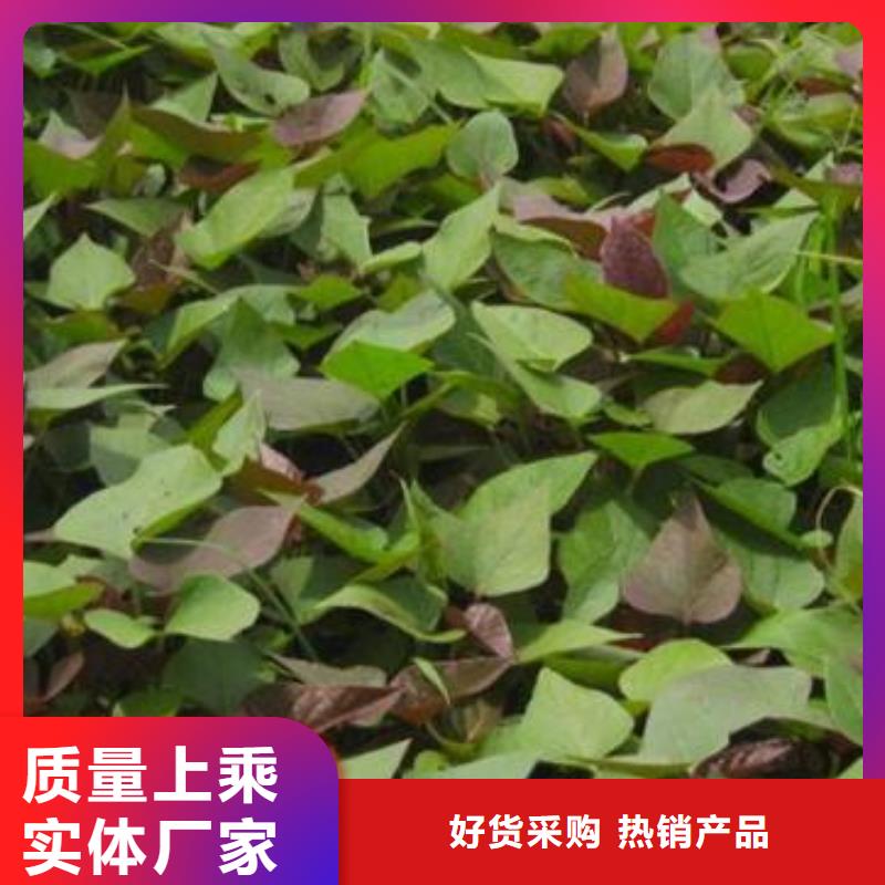 广西省批发[乐农]紫薯苗（绫紫）厂家价格是多少