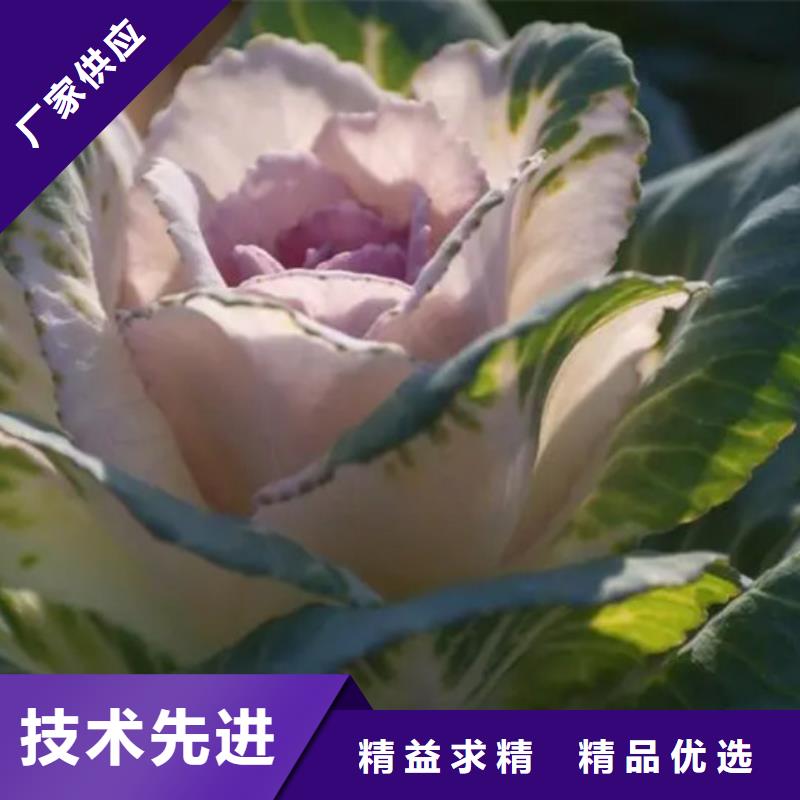 甘蓝粉发货快速