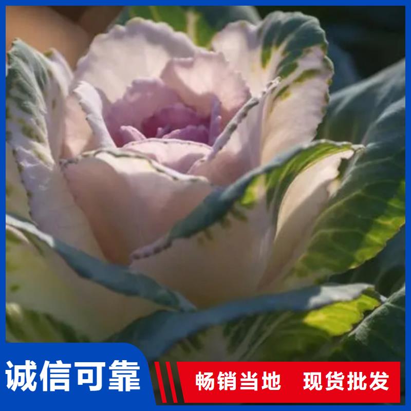 羽衣甘蓝粉厂家-0元拿样