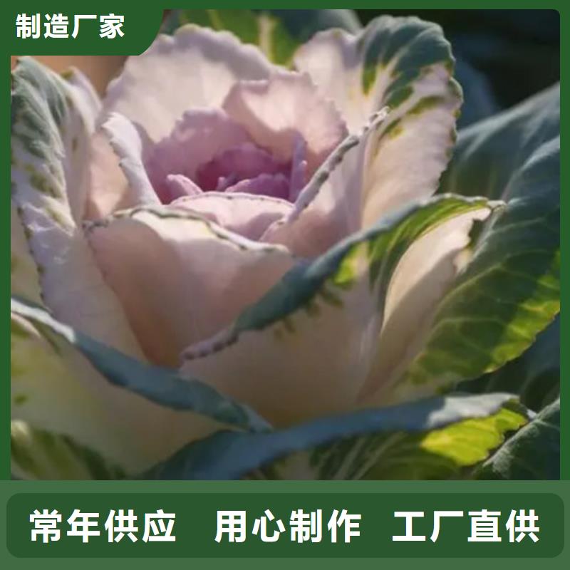 新闻：羽衣甘蓝粉厂家