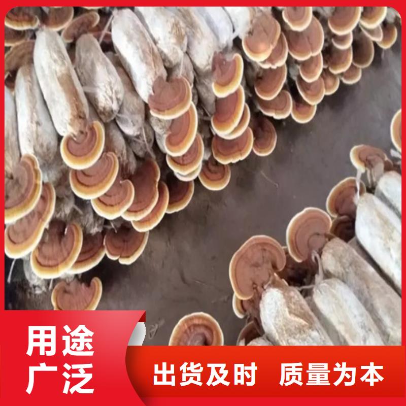 破壁灵芝孢子粉是什么味道