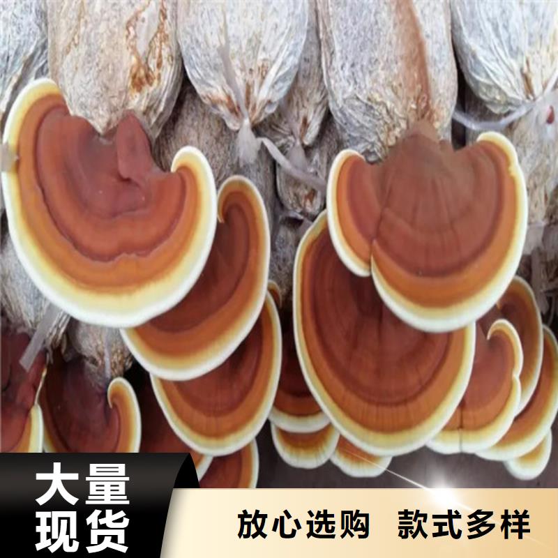 孢子灵芝现货充足