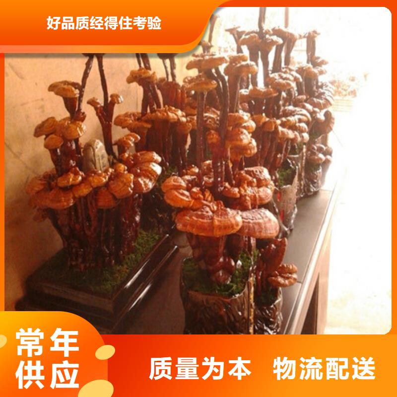 价格合理的
灵芝粉公司