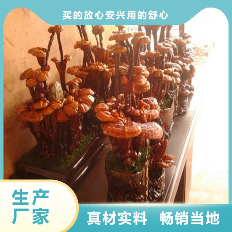 灵芝孢子粉公司_云海灵芝种植专业合作社