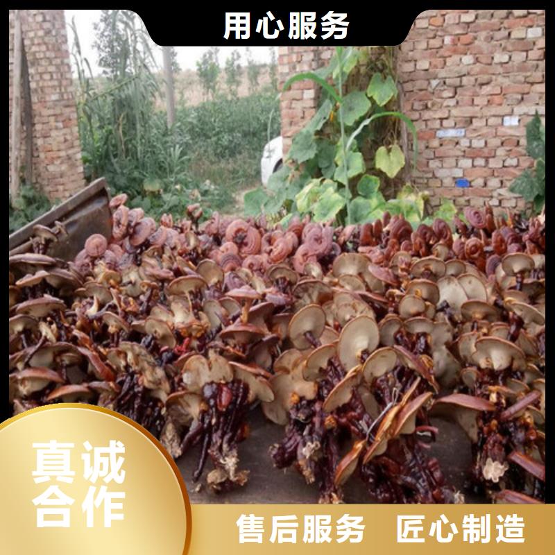 清镇袋料灵芝怎么样