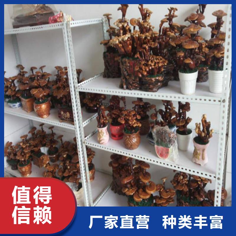 灵芝孢子粉_正品保障