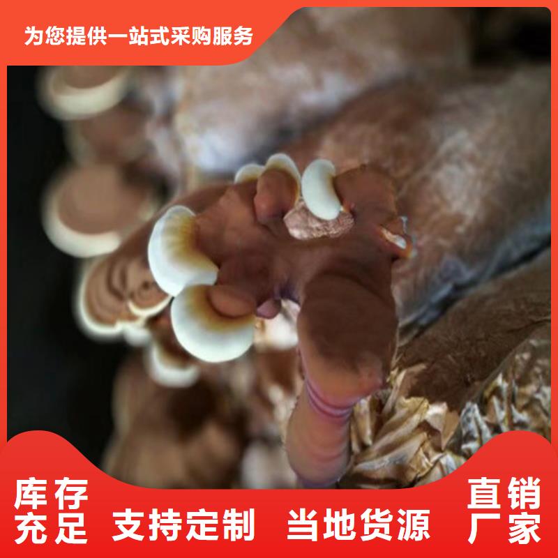 破壁灵芝孢子粉怎么吃