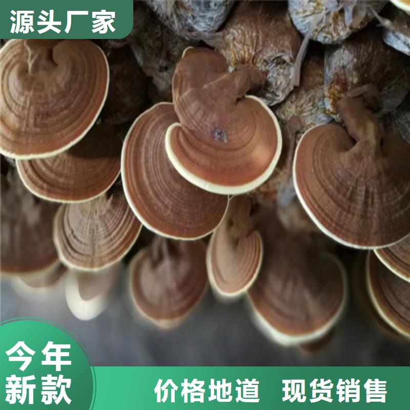 灵芝菌种是什么味道