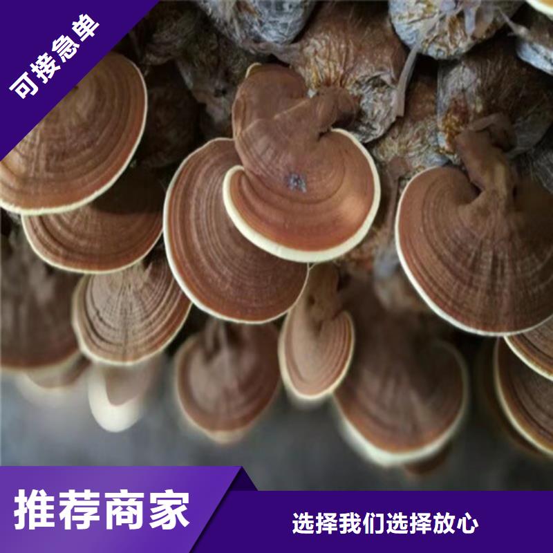 灵芝菌种是什么味道