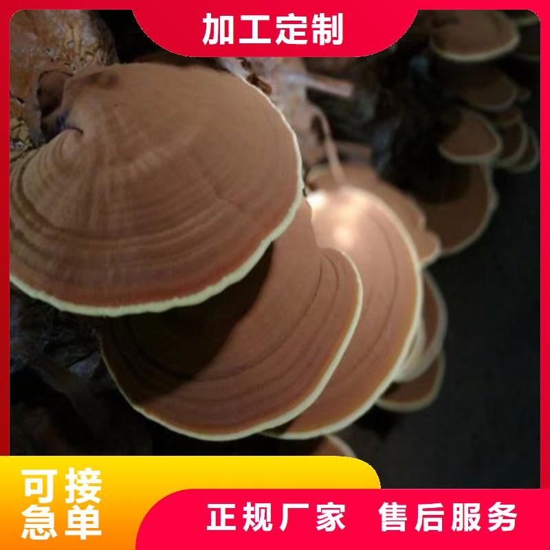 龙江镇灵芝菌种