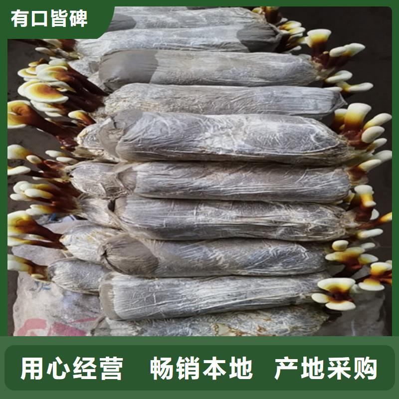 灵芝超细粉质量好_服务好