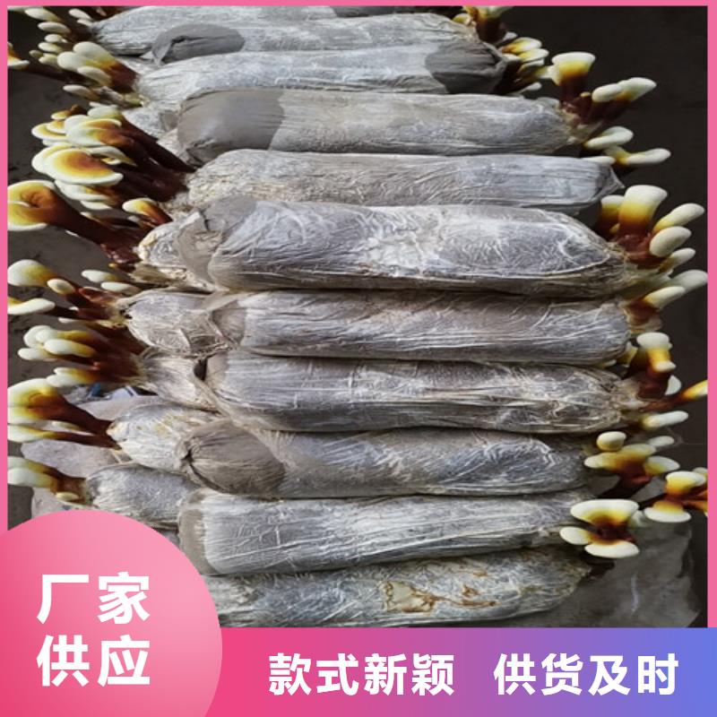 灵芝菌种怎么吃好吃