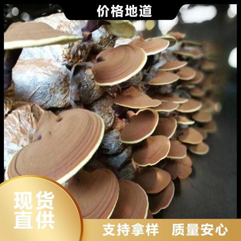 价格公道的
灵芝粉厂家