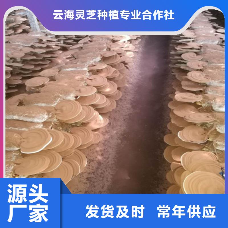 破壁灵芝孢子粉怎么样