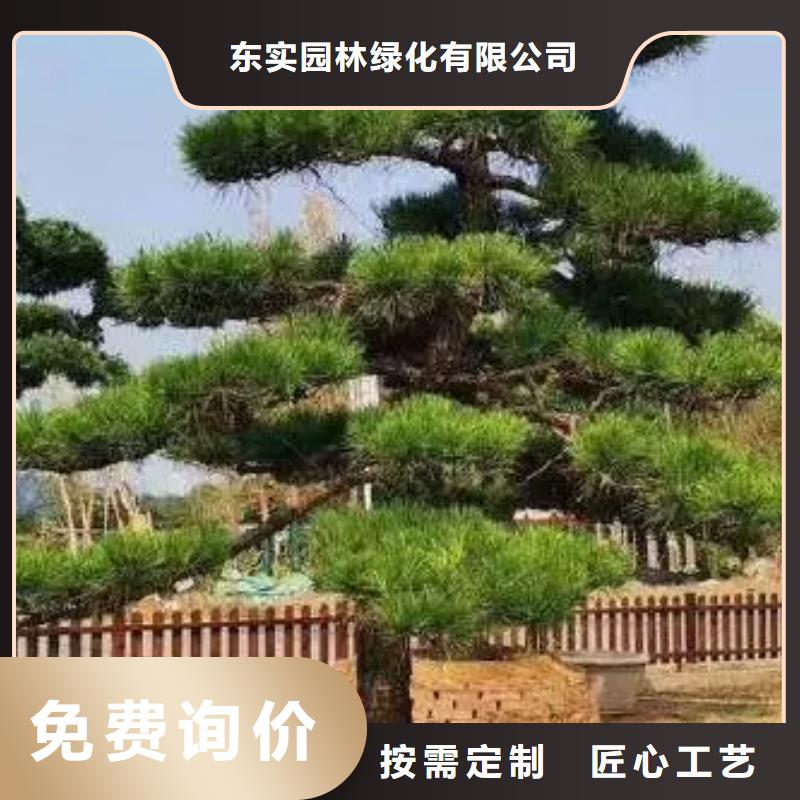 汉阴造型松种植基地