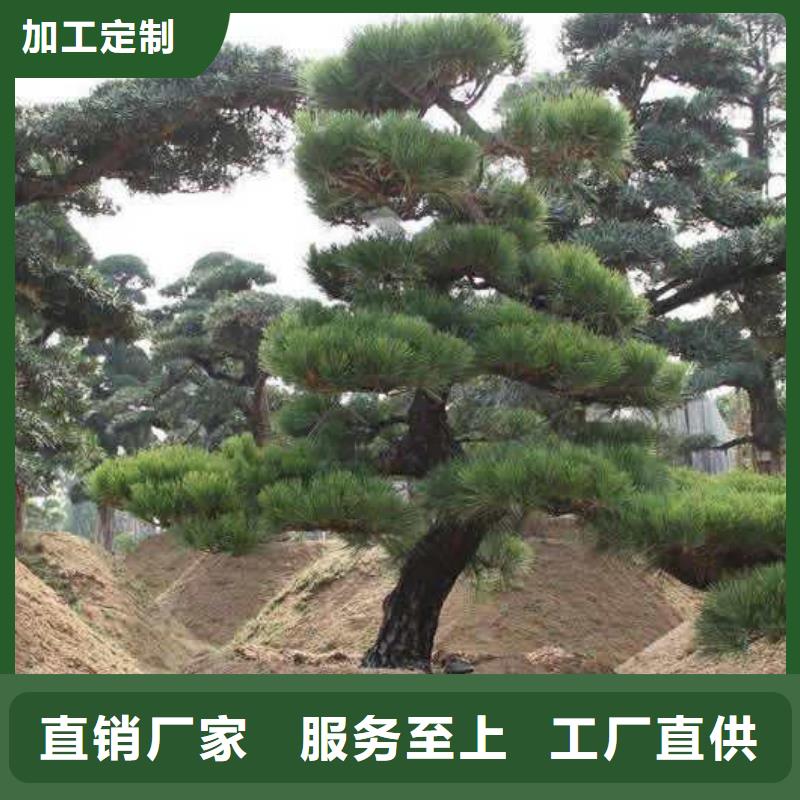 泰山迎客松常规型号大量现货