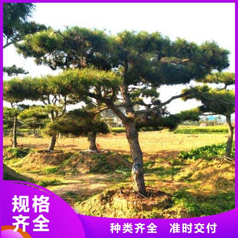 造型油松-造型油松规格全