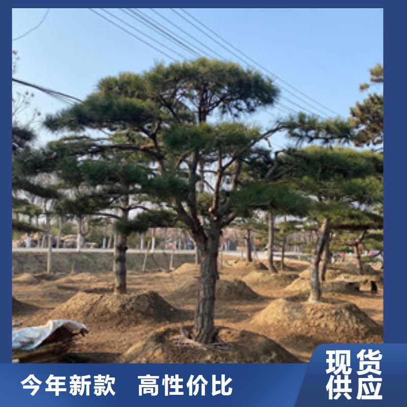 优质造型迎客松的基地