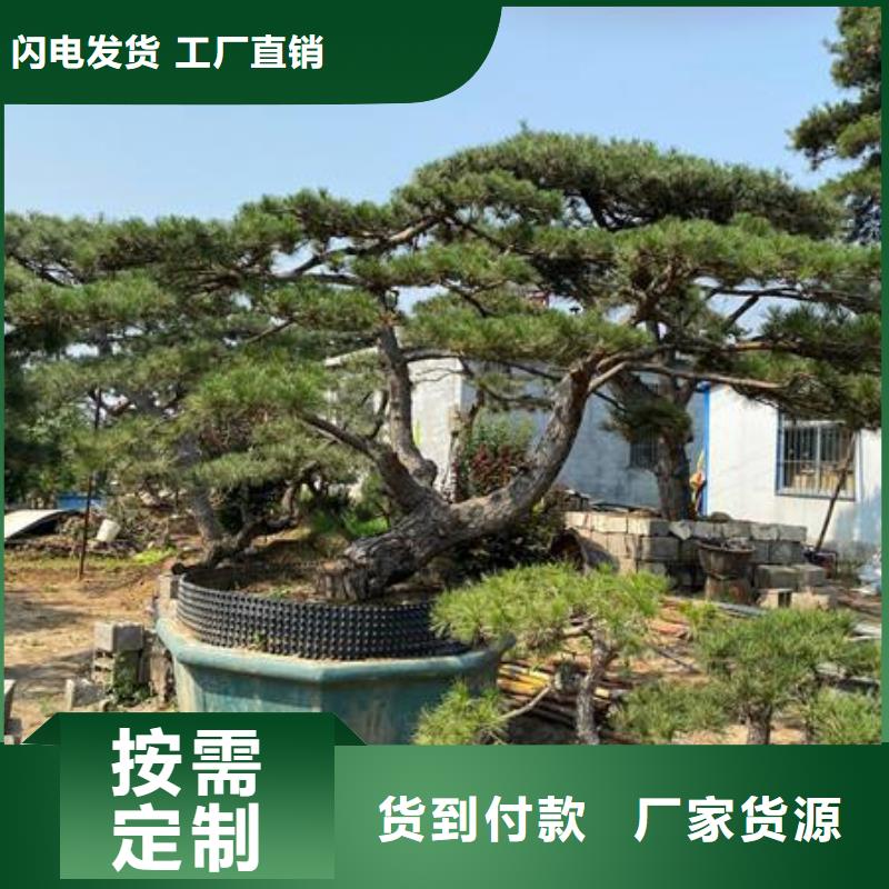 造型黑松欢迎下单